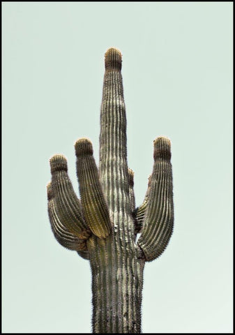Saguaro | POSTERBORD