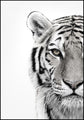 Witte Tijger | POSTERBORD