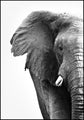 Witte Olifant | POSTERBORD