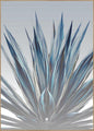 Sanseveria | POSTERBORD