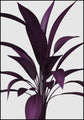 Paars renderen | POSTERBORD