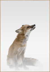 Mistige Vos | POSTERBORD