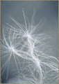 Dream Weaver Blue | Poster