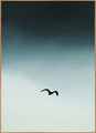 Meeuw blauw | POSTERBORD
