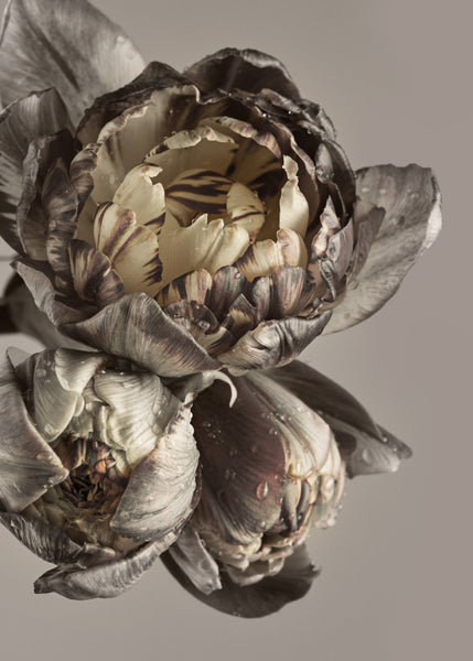 Barok 4 | POSTERBORD