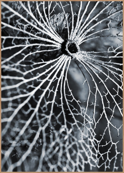 Winterspell | Poster