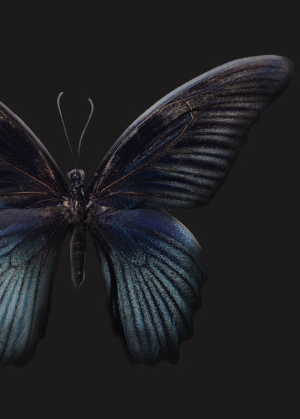 Black Butterfly | POSTER BOARD