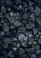 Moon Flowers | Poster