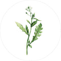 Groene planten 12 | CIRCLE ART