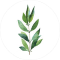 Groene planten 14 | CIRCLE ART