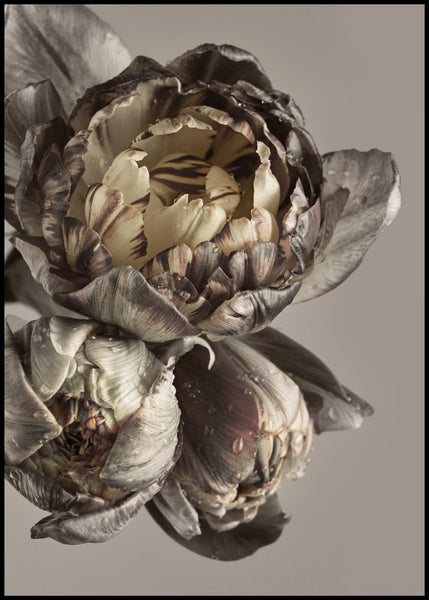 Barok 4 | POSTERBORD