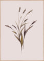 Tarwe | POSTERBORD