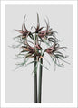 Amaryllis | POSTER