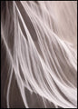 Antilope 3 | POSTERBORD
