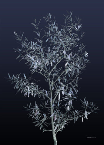 Zwarte Olijf | POSTER