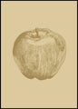 Botanica-4 | POSTERBORD