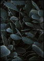 Cactushemel | POSTERBORD
