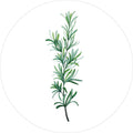Groene planten 11 | CIRCLE ART