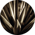 Agave goud | CIRCLE ART
