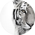Witte tijger | CIRCLE ART