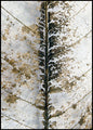 Close-up | POSTERBORD