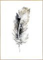 Cosy Feather 2 | POSTERBORD