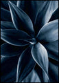 Donkere plant 1 | POSTERBORD