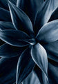 Donkere plant 1 | POSTER