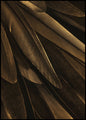 Gouden vleugel | POSTERBORD