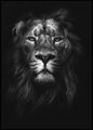 Koning der koningen | POSTERBORD