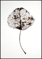 Blad rustiek | POSTERBORD
