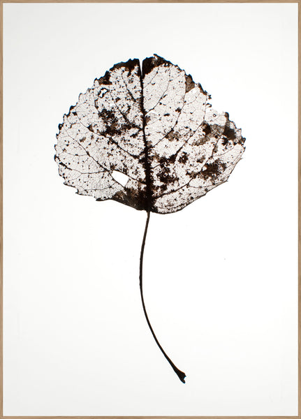 Blad rustiek | Poster
