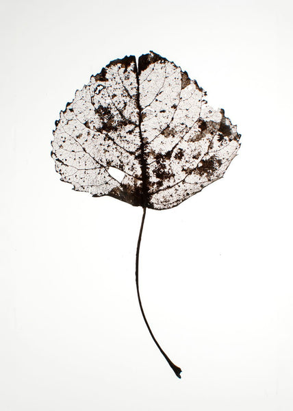 Blad rustiek | Poster