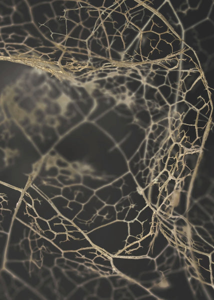 Leaf skeleton dark | POSTER BOARD