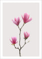 Magnolia1 | POSTER