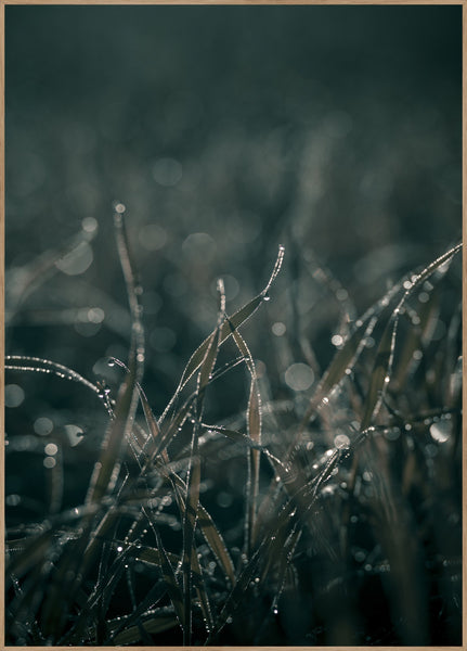Zachte grassen 5 | Poster
