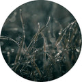 Zachte grassen 5 | CIRCLE ART