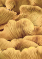 Biologische lijnen 1 | POSTER