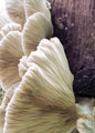 Biologische lijnen 4 | POSTER