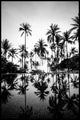 Palmbomen | POSTERBORD