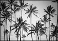 Palmhemel | POSTERBORD