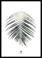 Palmblad | POSTER