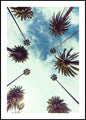 Palmhemel 2 | POSTERBORD