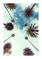 Palmhemel 2 | POSTER