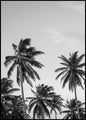Palmen in grijs | POSTERBORD