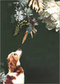 Dierencouture 1 | POSTER