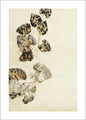 Puur Natuur 2 | POSTER