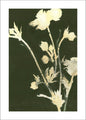 Puur natuur 6 | POSTER