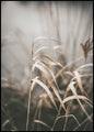 Riet 2 | POSTERBORD