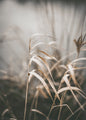 Riet 2 | POSTER